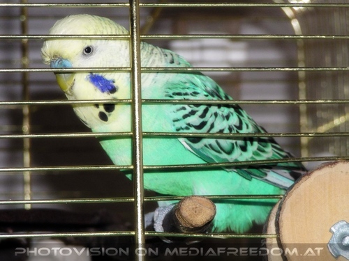 Sittich N�chstenliebe 1