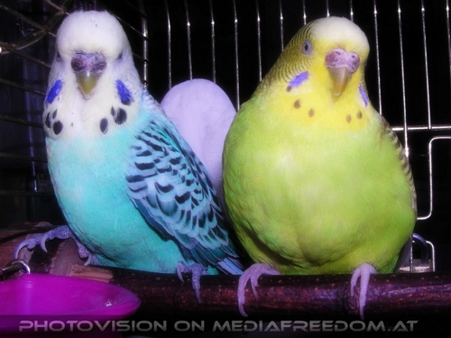 Gl�ckliches Sittich Paar