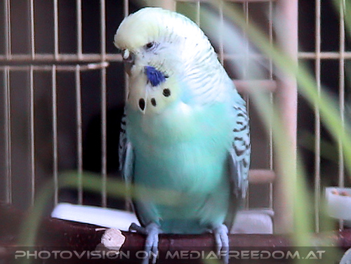 Zweiter Flugversuch 09: Niki