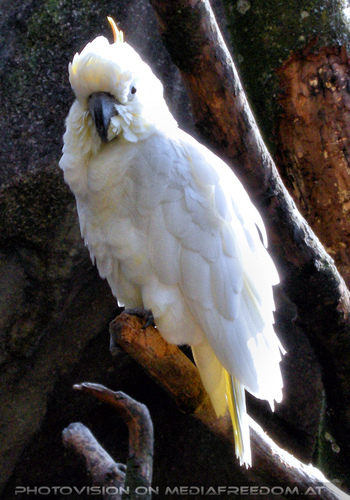 Orangehauben Kakadu 1