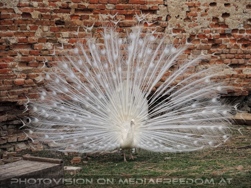 Rad eines weissen Pfaus