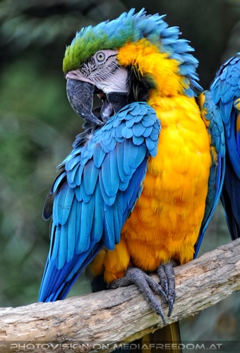 Papageien 03