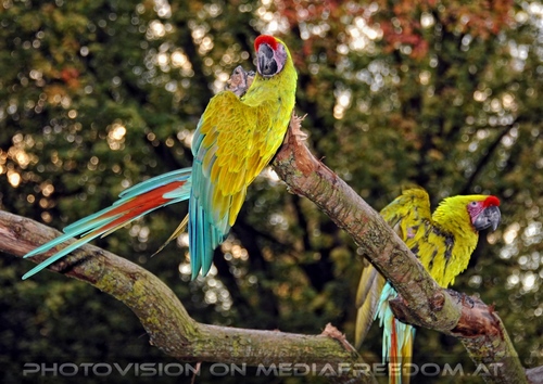 Papageien 10