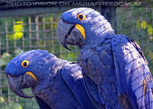 Linzer Tiergarten 12