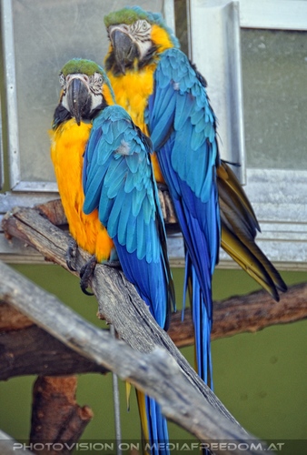 Linzer Tiergarten 28