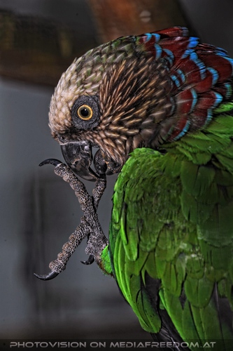 Papageien Manik�re