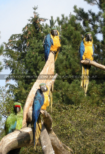 Amazonen - Empfangskomitee