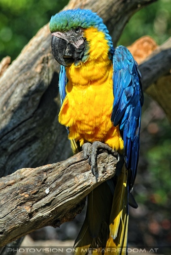 Papageien Schwarm 05