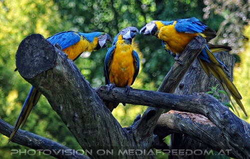 Papageien Schwarm 06