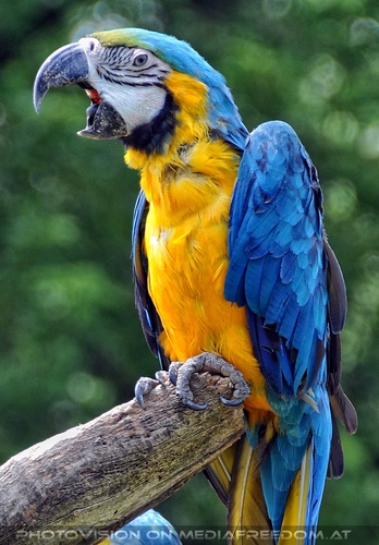 Papageien Schwarm 08