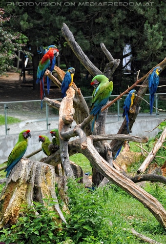 Papageien Schwarm 10