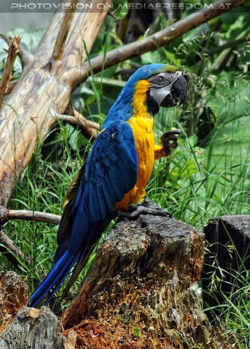 Papageien Schwarm 12