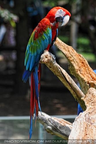 Papageien Schwarm 13