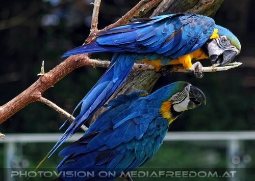 Papageien Schwarm 14