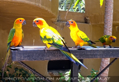 Parrots Park 09