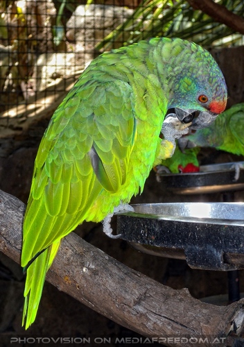 Parrots Park 11