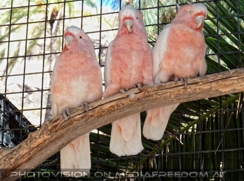 Parrots Park 13