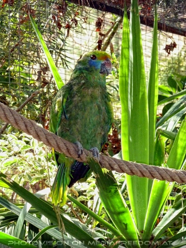 Parrots Park 18