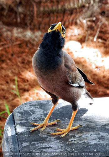 Peace Resort Morning 22