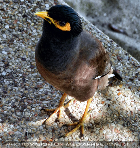 Peace Resort Morning 24