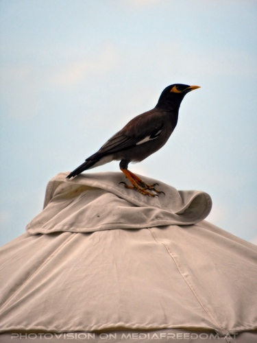 Peace Resort - Pix 10