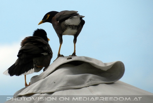 Peace Resort - Pix 12