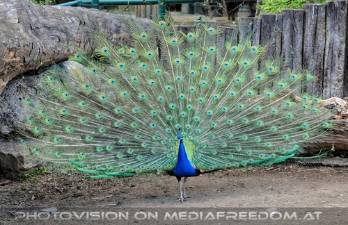Pfauen 03