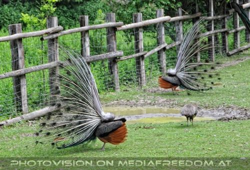 Pfauen R�der gegengleich