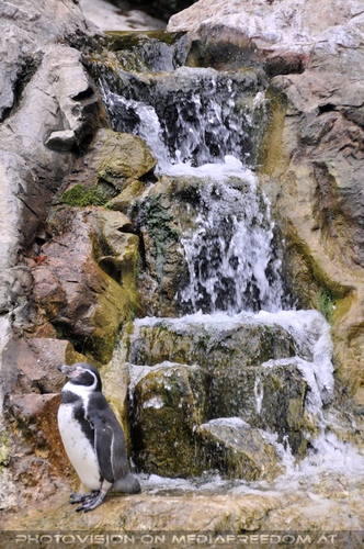 Pinguin beim Wasserfall