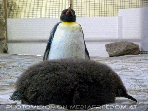 Pinguin und K�ken