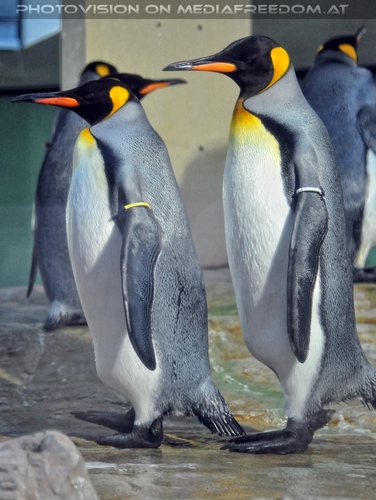 Pinguine 05
