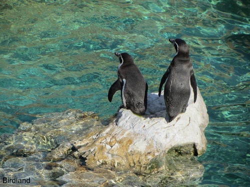 Sch�ner R�cken kann auch entz�cken