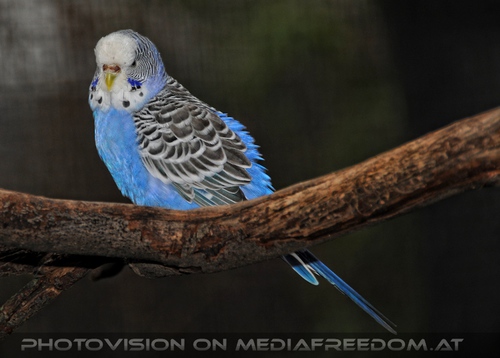 Pr�chtiger Sittich