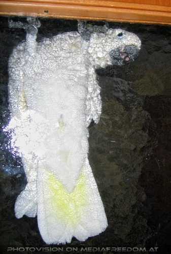 Blue-eyed lullaby 14