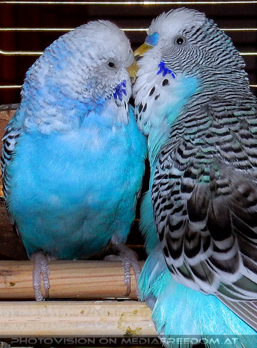 Budgie love 1: Puppi,Lucky