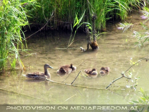 Enten Familie