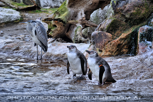 Reiher und Humboldt Pinguine 1
