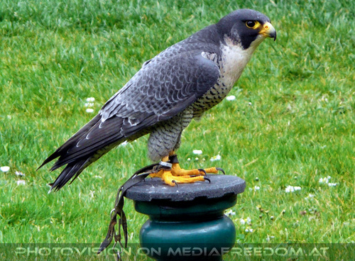 Renaissancefalknerei 02