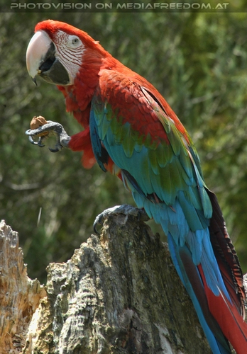 Roter Ara schnabuliert