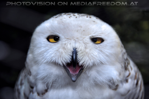 Schneeeule 3