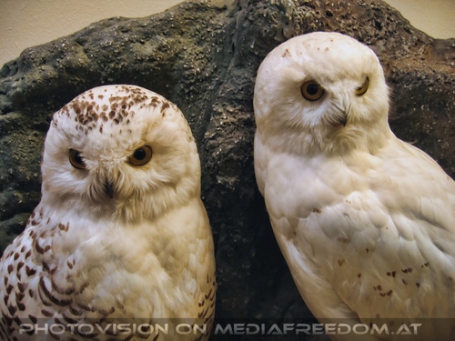 Schneeeulen