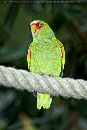 Sch�ner Gr�npapagei