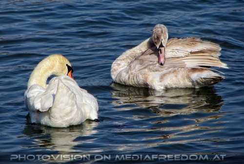 Schw�ne auf der Donau