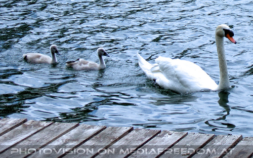 Badetag 1: Schw�ne