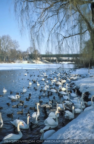 Schw�ne, Enten....