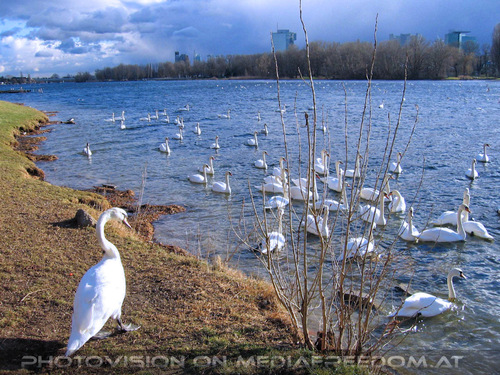 F�ttertour 6: Schw�ne