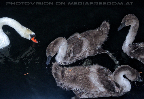 Moonstruck 39: Schw�ne