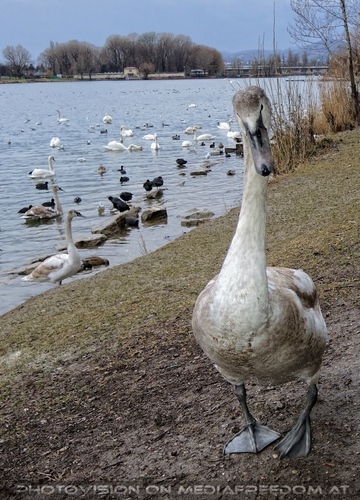Wasservogel Paradies 12