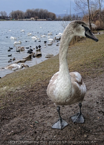 Wasservogel Paradies 13