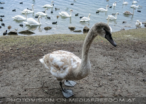 Wasservogel Paradies 15